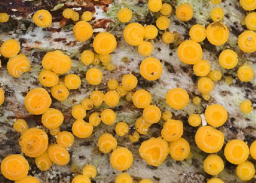 Bisporella citrina